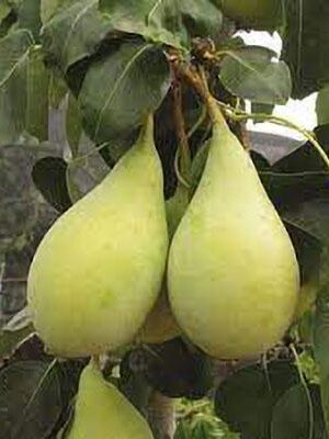 pera-spadona su naturando il vivaio per il tuo giardino con una vasta gamma di prodotti per la cura delle piante