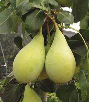 pera-spadona su naturando il vivaio per il tuo giardino con una vasta gamma di prodotti per la cura delle piante