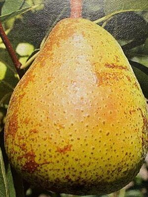 pera-trentonce su naturando il vivaio per il tuo giardino con una vasta gamma di prodotti per la cura delle piante