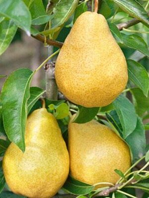 pera-william su naturando il vivaio per il tuo giardino con una vasta gamma di prodotti per la cura delle piante