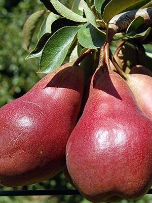 pera-william-rossa su naturando il vivaio per il tuo giardino con una vasta gamma di prodotti per la cura delle piante