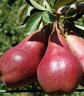 pera-william-rossa su naturando il vivaio per il tuo giardino con una vasta gamma di prodotti per la cura delle piante