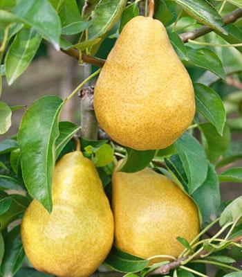 pera-william su naturando il vivaio per il tuo giardino con una vasta gamma di prodotti per la cura delle piante