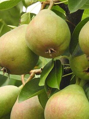 piante di peri su naturando il vivaio per il tuo giardino