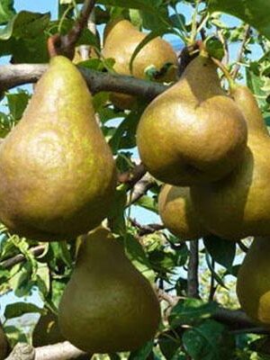 pero-kaiser su naturando il vivaio per il tuo giardino con una vasta gamma di prodotti per la cura delle piante