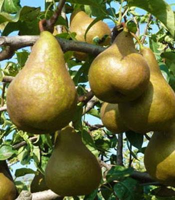 pero-kaiser su naturando il vivaio per il tuo giardino con una vasta gamma di prodotti per la cura delle piante