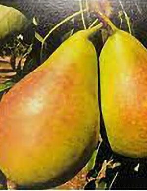 pera perugia su naturando il vivaio per il tuo giardino con una vasta gamma di prodotti per la cura delle piante