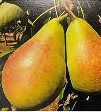 pera perugia su naturando il vivaio per il tuo giardino con una vasta gamma di prodotti per la cura delle piante