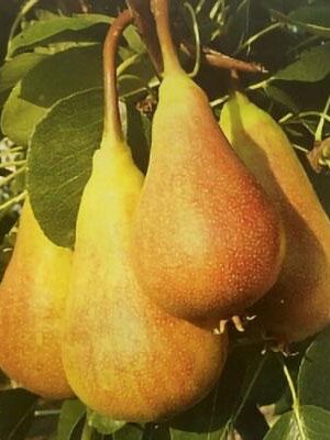 pera-spina-carpi su naturando il vivaio per il tuo giardino con una vasta gamma di prodotti per la cura delle piante