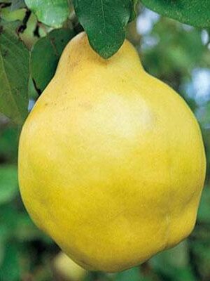 perocotogno su naturando il vivaio per il tuo giardino con una vasta gamma di prodotti per la cura delle piante