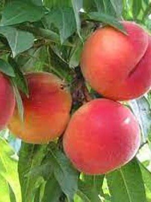 pesca-Springcrest-polpa-gialla su naturando il vivaio per il tuo giardino con una vasta gamma di prodotti per la cura delle piante