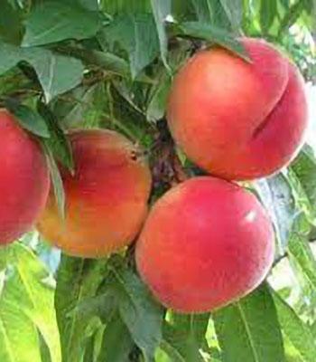 pesca-Springcrest-polpa-gialla su naturando il vivaio per il tuo giardino con una vasta gamma di prodotti per la cura delle piante