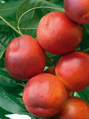 pesche-noci su naturando il vivaio per il tuo giardino con una vasta gamma di prodotti per la cura delle piante