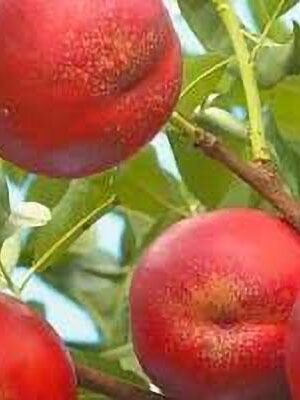 pesca-noce-caldesi-2000 su naturando il vivaio per il tuo giardino con una vasta gamma di prodotti per la cura delle piante