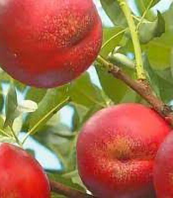 pesca-noce-caldesi-2000 su naturando il vivaio per il tuo giardino con una vasta gamma di prodotti per la cura delle piante