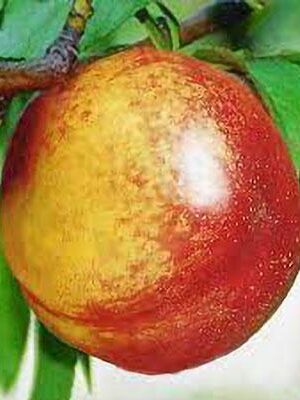 pesca-noce-fairlane su naturando il vivaio per il tuo giardino con una vasta gamma di prodotti per la cura delle piante