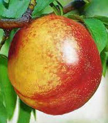 pesca-noce-fairlane su naturando il vivaio per il tuo giardino con una vasta gamma di prodotti per la cura delle piante