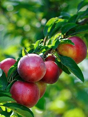 pesca-noce-indipendence su naturando il vivaio per il tuo giardino con una vasta gamma di prodotti per la cura delle piante