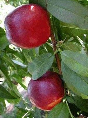 pesca-noce-maria-carla su naturando il vivaio per il tuo giardino con una vasta gamma di prodotti per la cura delle piante