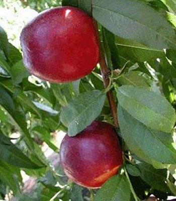 pesca-noce-maria-carla su naturando il vivaio per il tuo giardino con una vasta gamma di prodotti per la cura delle piante