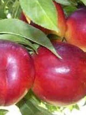 pesca-noce-nectarios su naturando il vivaio per il tuo giardino con una vasta gamma di prodotti per la cura delle piante