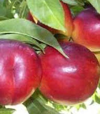 pesca-noce-nectarios su naturando il vivaio per il tuo giardino con una vasta gamma di prodotti per la cura delle piante