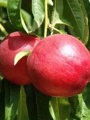 pesca-noce-venus su naturando il vivaio per il tuo giardino con una vasta gamma di prodotti per la cura delle piante