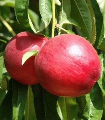 pesca-noce-venus su naturando il vivaio per il tuo giardino con una vasta gamma di prodotti per la cura delle piante