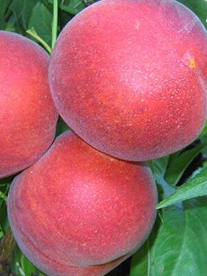 pesca-polpa-gialla-romestar su naturando il vivaio per il tuo giardino con una vasta gamma di prodotti per la cura delle piante