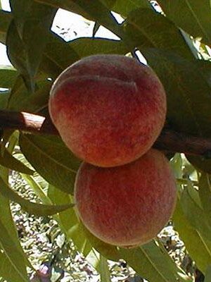 pesca-trionfo-peloso su naturando il vivaio per il tuo giardino con una vasta gamma di prodotti per la cura delle piante