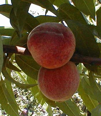 pesca-trionfo-peloso su naturando il vivaio per il tuo giardino con una vasta gamma di prodotti per la cura delle piante