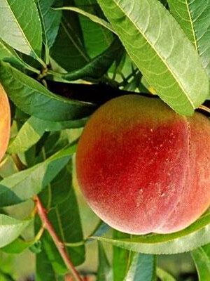 pesco-regina-di-londa su naturando il vivaio per il tuo giardino con una vasta gamma di prodotti per la cura delle piante