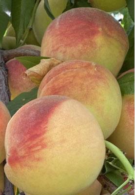 pesco-a-polpa-bianca-cesarini su naturando il vivaio per il tuo giardino con una vasta gamma di prodotti per la cura delle piante