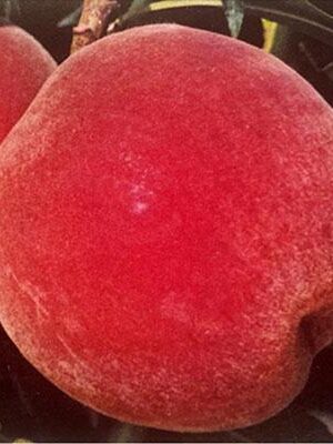 pesco-iris-rosso su naturando il vivaio per il tuo giardino con una vasta gamma di prodotti per la cura delle piante