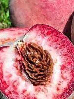 Pesco Rossa della Vigna su naturando il vivaio per il tuo giardino con una vasta gamma di prodotti per la cura delle piante