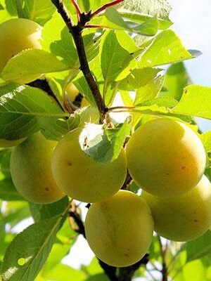 pianta-di-susina-sorriso-di-primavera su naturando il vivaio per il tuo giardino con una vasta gamma di prodotti per la cura delle piante