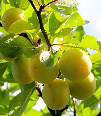 pianta-di-susina-sorriso-di-primavera su naturando il vivaio per il tuo giardino con una vasta gamma di prodotti per la cura delle piante