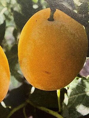 prugna-del-gallinaro su naturando il vivaio per il tuo giardino con una vasta gamma di prodotti per la cura delle piante