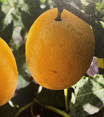 prugna-del-gallinaro su naturando il vivaio per il tuo giardino con una vasta gamma di prodotti per la cura delle piante