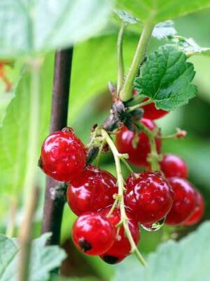 piante di ribes rosso per uva dolce su naturando dal 1997 il vivaio per il tuo giardino