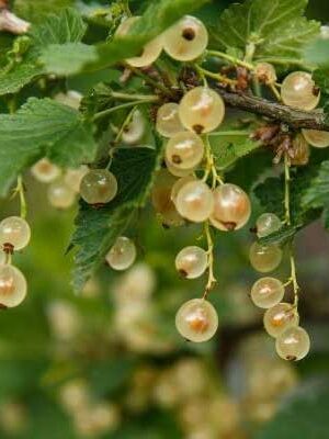 ribes bianco su naturando il vivaio per il tuo giardino con una vasta gamma di prodotti per la cura delle piante