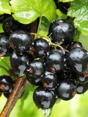 ribes nero su naturando il vivaio per il tuo giardino con una vasta gamma di prodotti per la cura delle piante