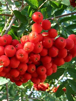 sorbi-fruttiferi, sorbo domestico su naturando il vivaio per il tuo giardino con una vasta gamma di prodotti per la cura delle piante