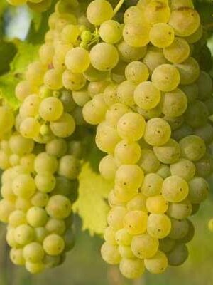 uva sultanina su naturando il vivaio per il tuo giardino con una vasta gamma di prodotti per la cura delle piante