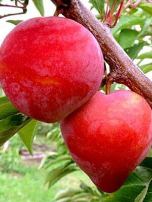 susina-burmosa su naturando il vivaio per il tuo giardino con una vasta gamma di prodotti per la cura delle piante