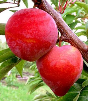 susina-burmosa su naturando il vivaio per il tuo giardino con una vasta gamma di prodotti per la cura delle piante