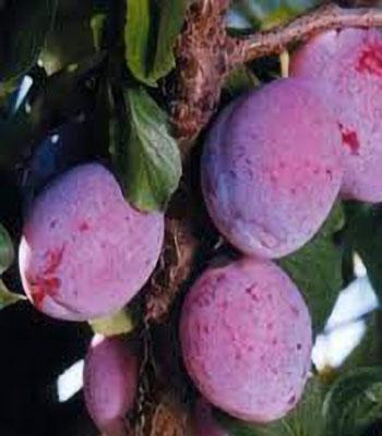 susina-coscia-di-monaca-di-velletri su naturando il vivaio per il tuo giardino con una vasta gamma di prodotti per la cura delle piante