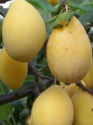 susina-coscia-di-monaca-ponzano su naturando il vivaio per il tuo giardino con una vasta gamma di prodotti per la cura delle piante