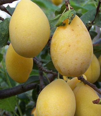 susina-coscia-di-monaca-ponzano su naturando il vivaio per il tuo giardino con una vasta gamma di prodotti per la cura delle piante