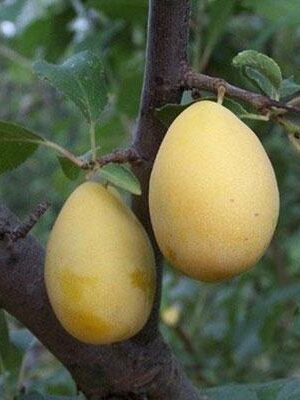 susina-coscia-di-monaco-gialla su naturando il vivaio per il tuo giardino con una vasta gamma di prodotti per la cura delle piante